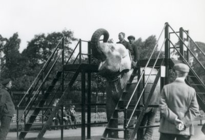 Syed Ali traint Indiarani, terwijl ander personeel en verzorgers toekijken, London Zoo, juni 1922 door Frederick William Bond